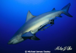 Carcharhinus leucas by Michael James Sealey 